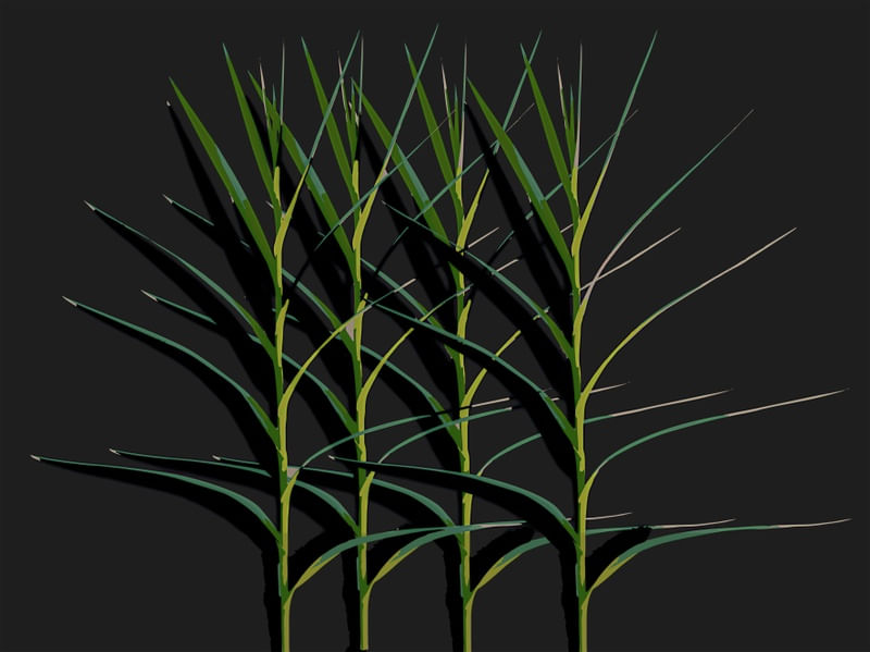 STALKS