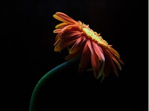 LARANJA NA FLOR