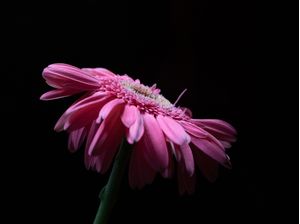 ROSA FLOR