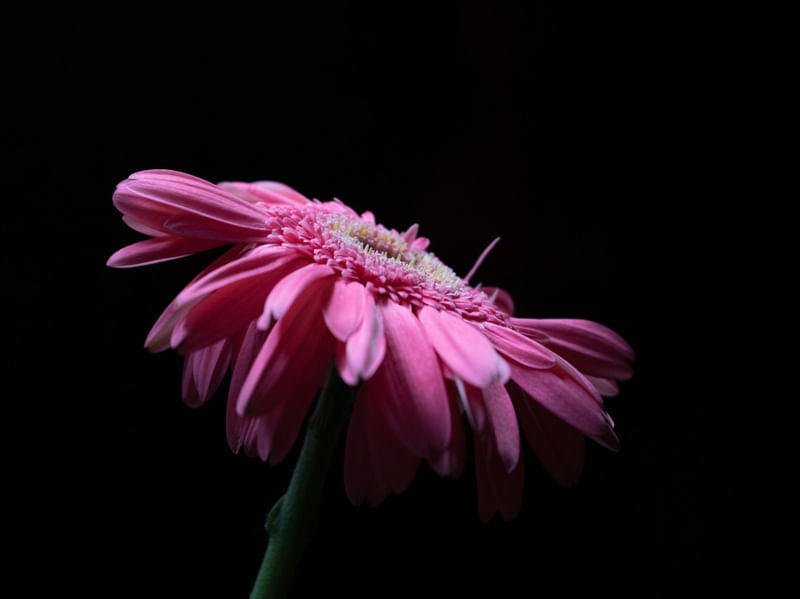 ROSA FLOR