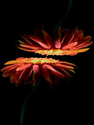 FLORES EM FOCO