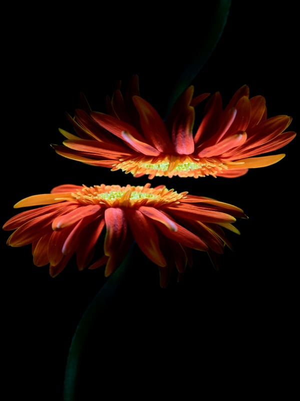 FLORES EM FOCO