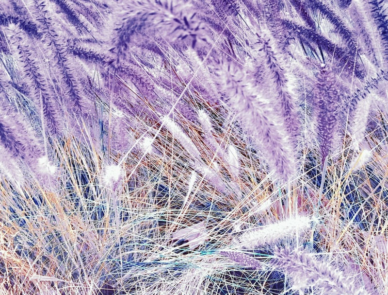 PLANTA COLORIDA I