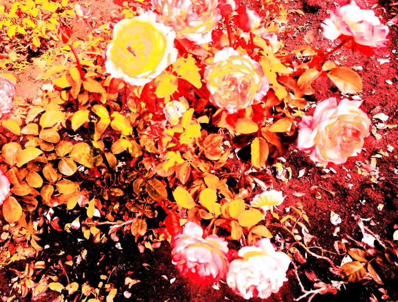 ABSROSAS I