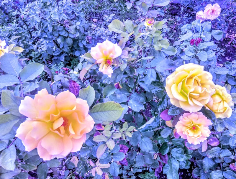 ROSEIRAL II
