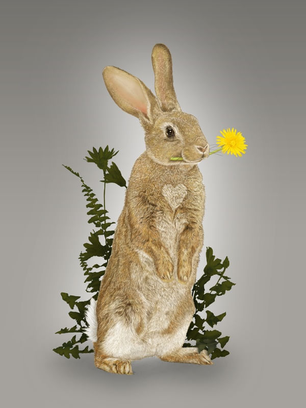 FOR YOU BUNNY
