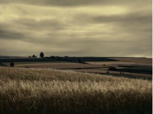 TRIGO E CAMPO