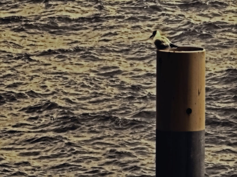 PÁSSARO NO LAGO