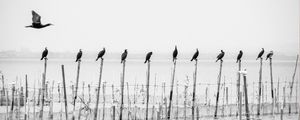 REVOA