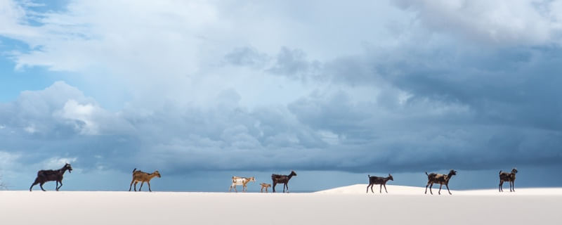 FAMILIA NOMADE