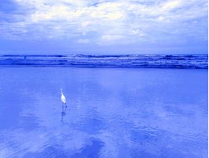 GARÇA NO MAR AZUL