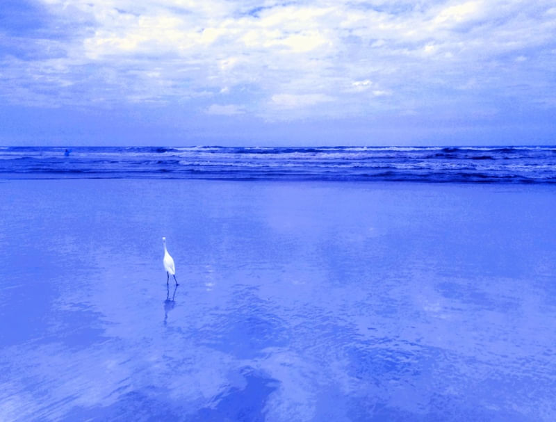 GARÇA NO MAR AZUL