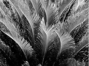 LINHAS DE FOLHAS