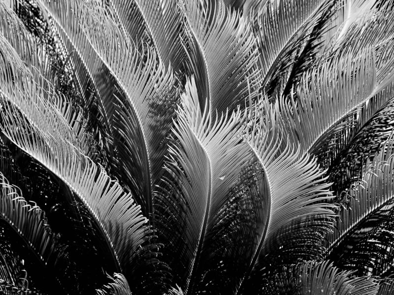 LINHAS DE FOLHAS