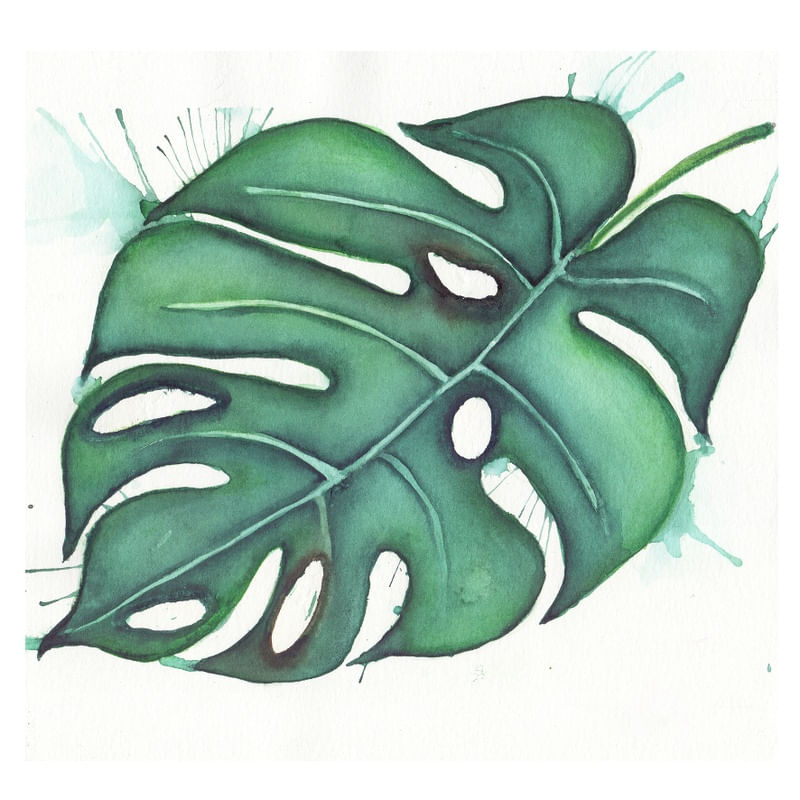 COSTELA DE ADÃO DE AQUARELA