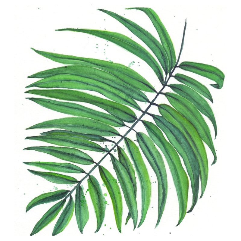 PALMEIRA ELEGANTE