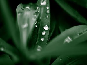 VERDE-GOTAS