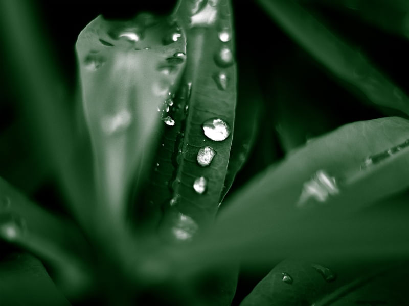 VERDE-GOTAS