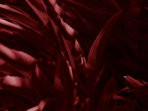 ENTRE VERMELHO