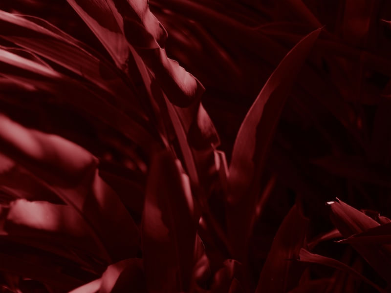 ENTRE VERMELHO