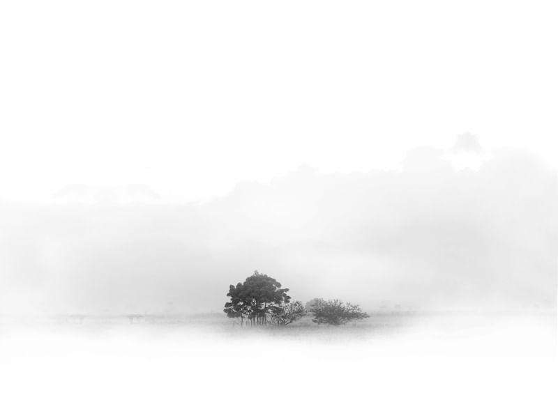 ARVORE MINIMALISMO