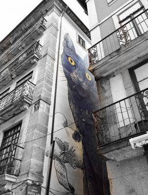 O GATO I