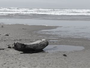 TRONCO SOBRE A AREIA NA COSTA DO PACÍFICO