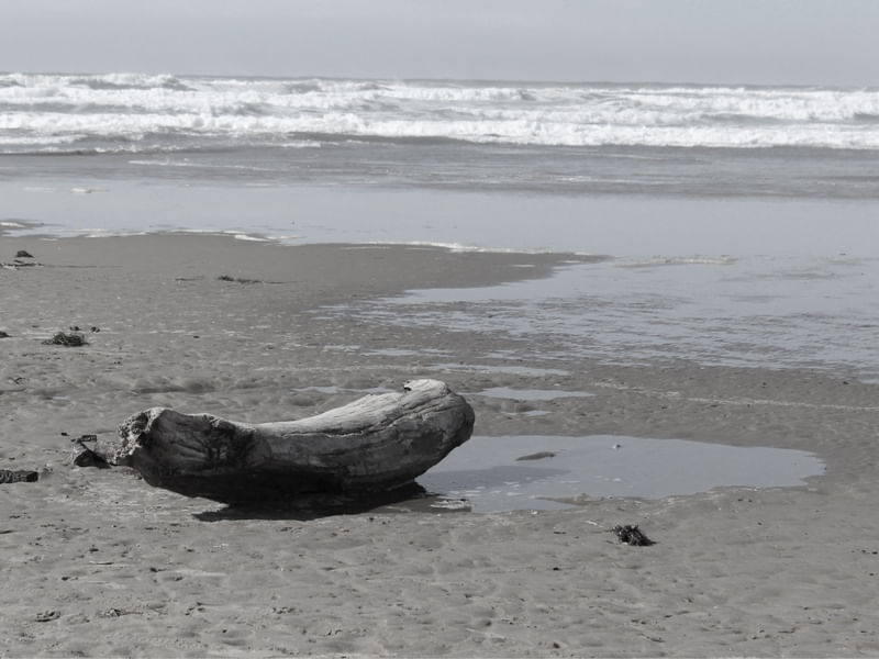 TRONCO SOBRE A AREIA NA COSTA DO PACÍFICO