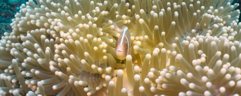 PEIXE-PALHAÇO E SUA ANÊMONA