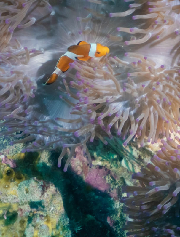 NEMO 90 GRAUS