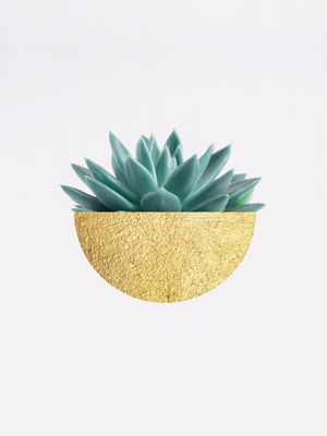 CACTOS E OURO