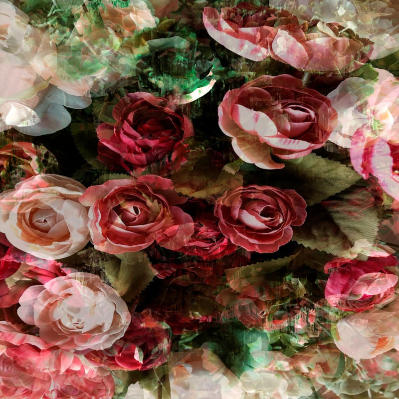 ROSES ARE LOVE 1