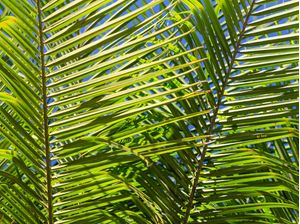 FOLHAS DO COQUEIRO 1