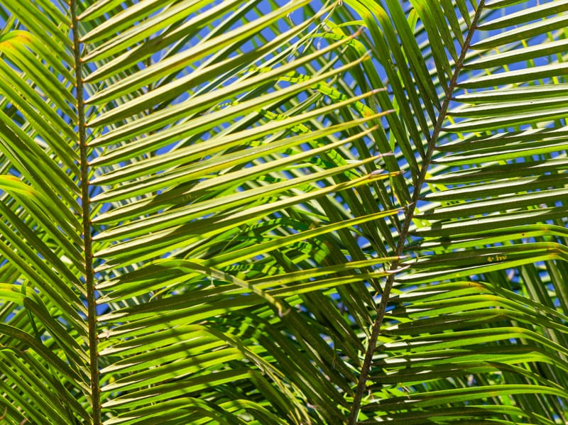 FOLHAS DO COQUEIRO 1