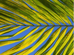 FOLHAS DA PALMEIRA 4