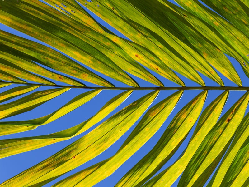 FOLHAS DA PALMEIRA 4
