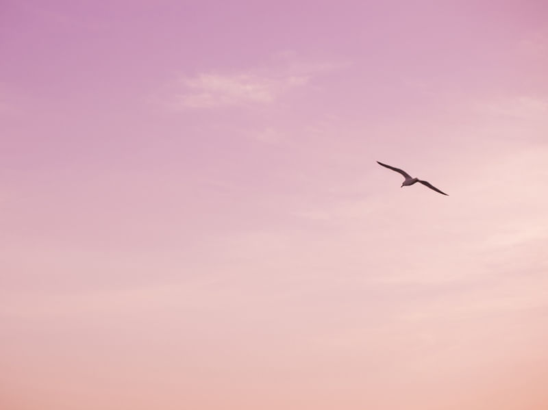PINK FLIGHT