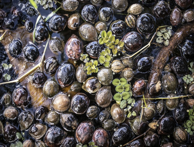 NATUREZA N'ÁGUA