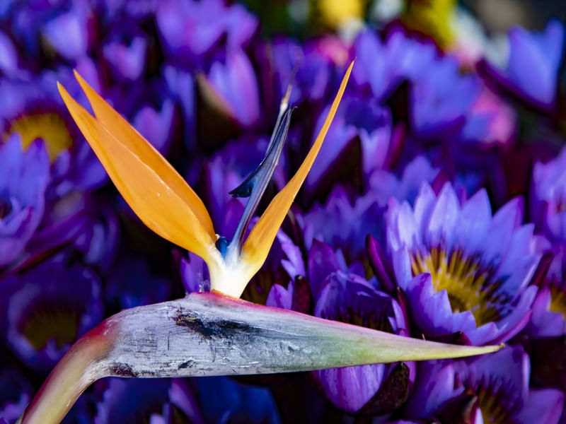 MAGIC FLOWERS