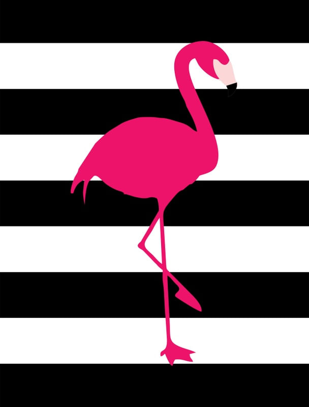 FLAMINGO ROSA CHOCK