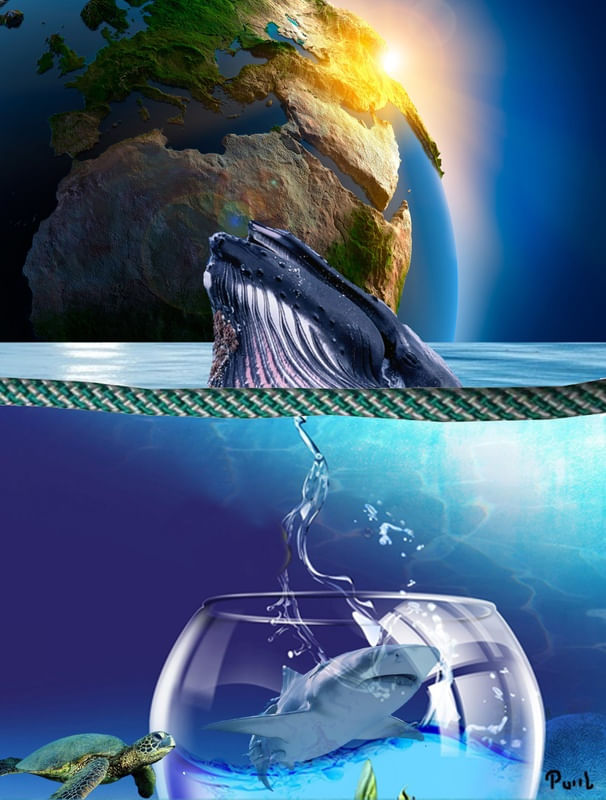 PEIXES NO MUNDO