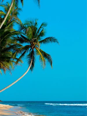 TROPICAL VIBE