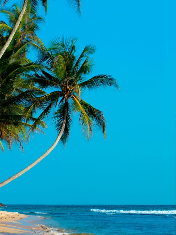 TROPICAL VIBE