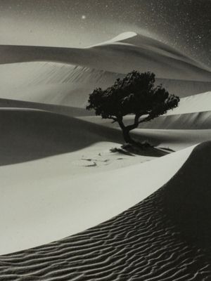 THE TREE