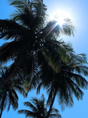 LUZ DO COQUEIRO
