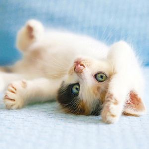BABY CAT