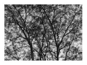NATUREZA - BRASIL H PB