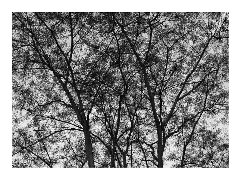 NATUREZA - BRASIL H PB