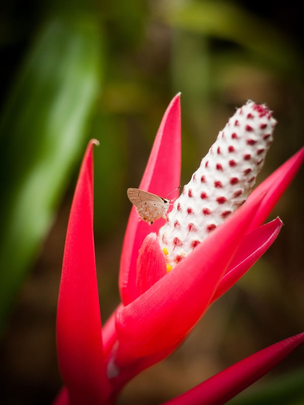 PINK FLOWER 03