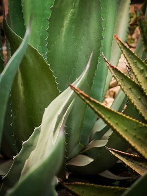 CACTUS 01